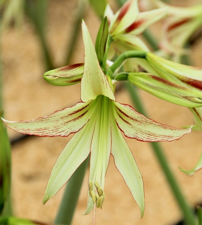 Hvězdník (Amaryllis) - 