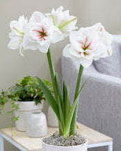 Načíst obrázek do prohlížeče Galerie, Hvězdník (Amaryllis) - &quot;Aquaro®&quot;, 1ks
